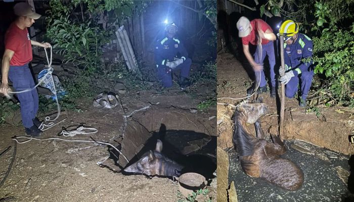 Guaraniaçu – Bombeiros resgatam cavalo de fossa no interior do município